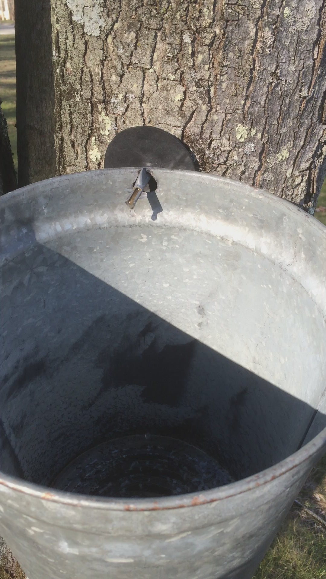 Pure Maple Tree Water