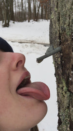Load and play video in Gallery viewer, Pure Maple Tree Water
