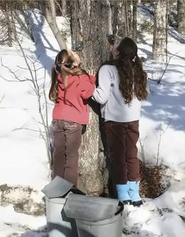 Two children tapping a maple tree